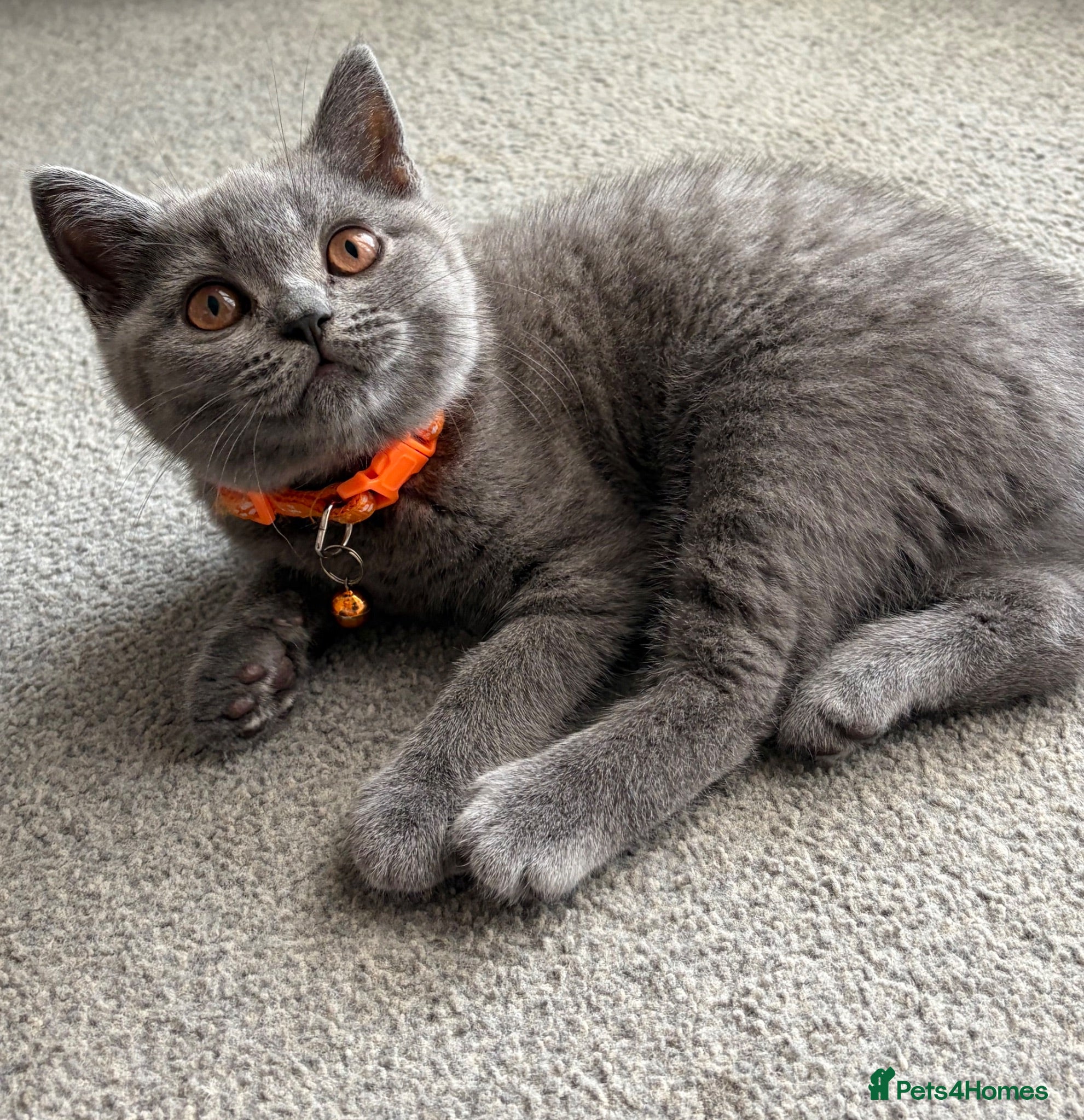 British Shorthair cats REDUCED GCCF registered, 5 gen championship BSH - Advert 2