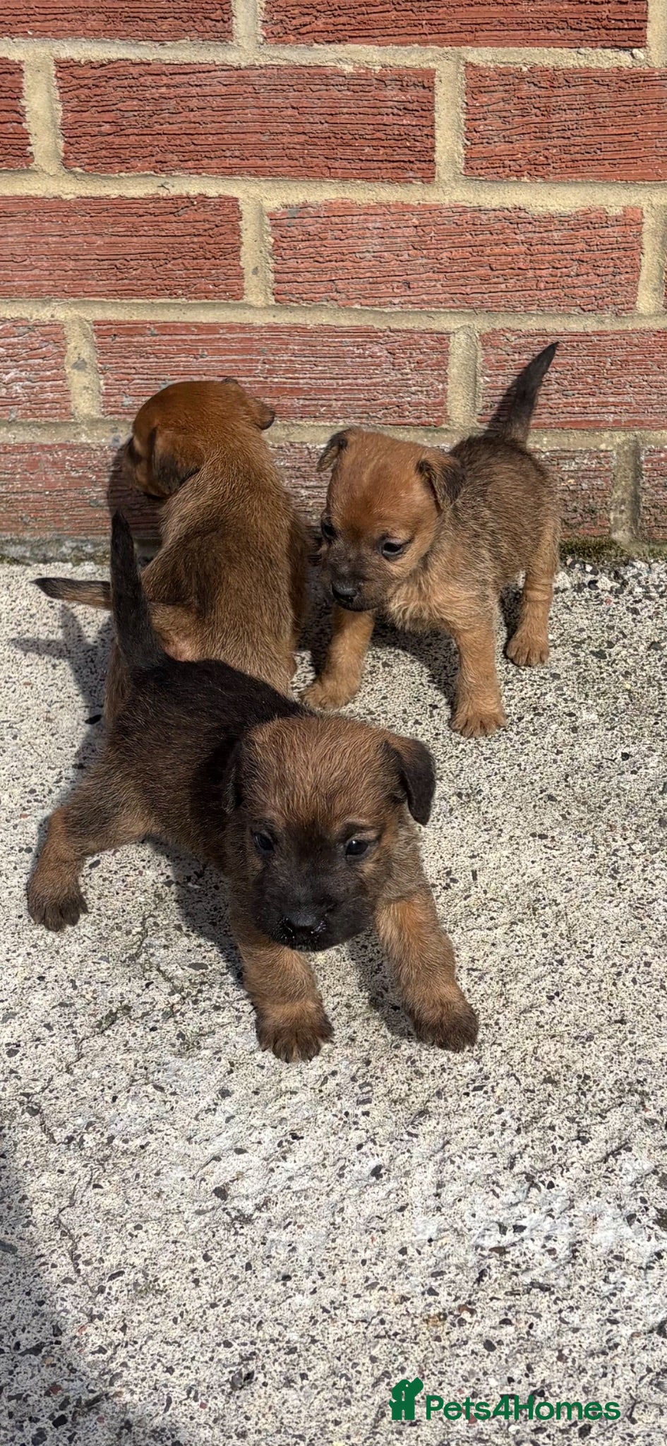 Lakeland Terrier dogs Lakeland terriers  - Advert 3