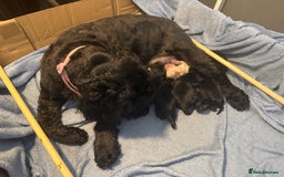 Cockapoo dogs for sale: Cockerpoo puppies 3 girls 3 boys - Image 9