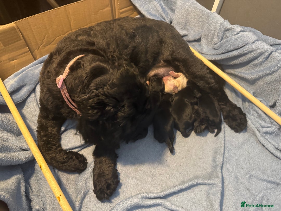 Cockapoo dogs for sale: Cockerpoo puppies 3 girls 3 boys - Image 9