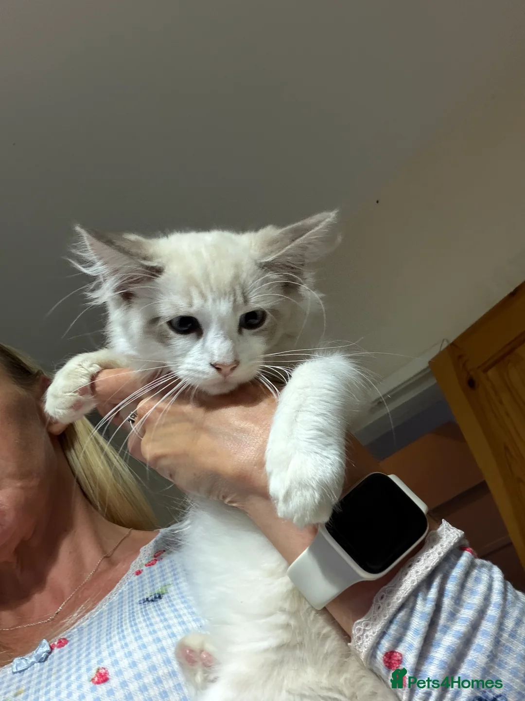Ragdoll cats for sale: 2 Tabby Ragdoll Boys Reduced - Advert 2