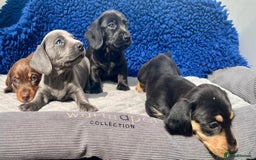 Miniature Dachshund dogs for sale: Stunning mini Daxies, KC reg PRA clear - Image 11