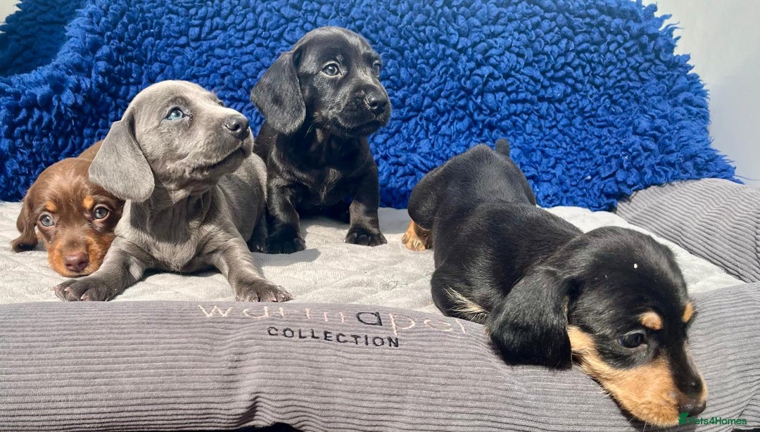 Miniature Dachshund dogs for sale: Stunning mini Daxies, KC reg PRA clear - Image 11