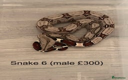 Boa Snake reptiles for sale: ✨ Stunning Red Tailed Suriname Boa’s (BCC) ✨ - Image 9