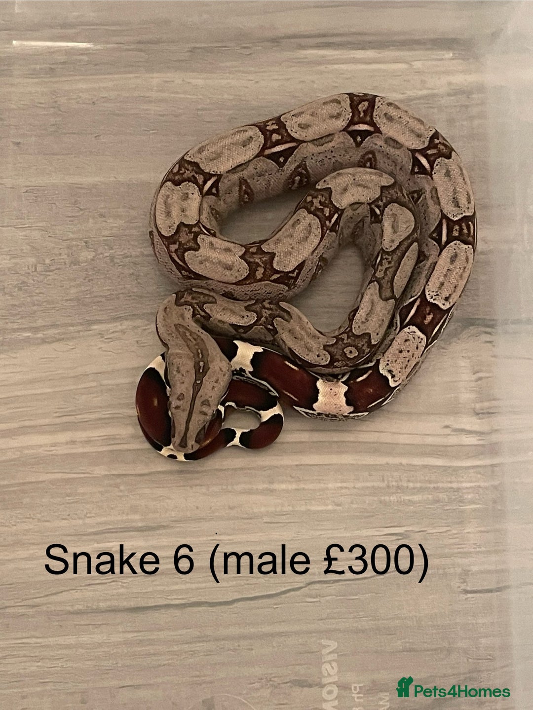 Boa Snake reptiles for sale: ✨ Stunning Red Tailed Suriname Boa’s (BCC) ✨ - Image 9
