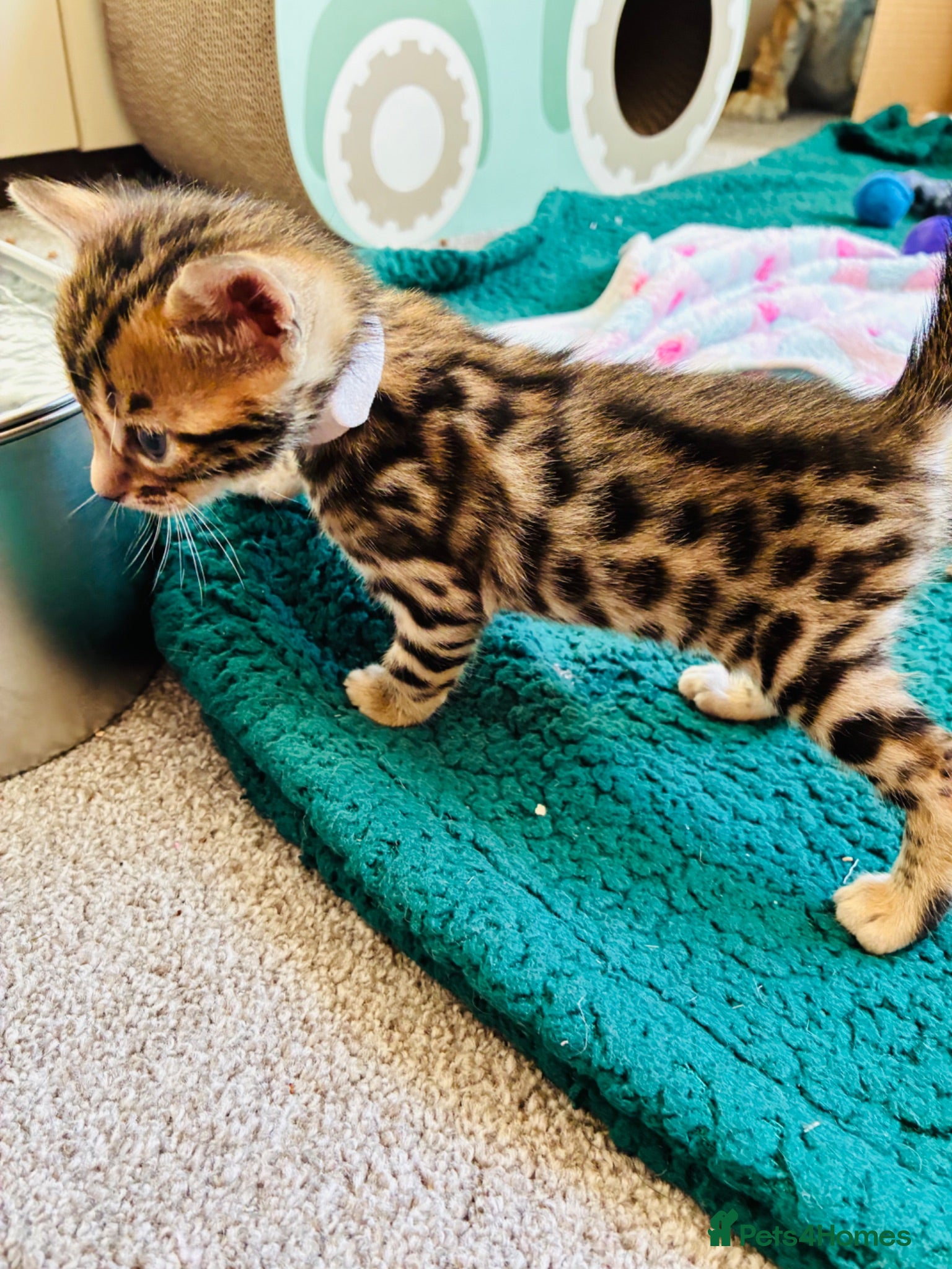 Bengal cats Amazing Bengal Kittens for sale  - Advert 2