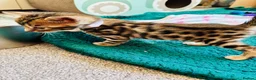 Bengal cats for sale: Amazing Bengal Kittens for sale  - Advert 27