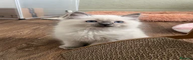 Ragdoll Kitten 2 blue point male