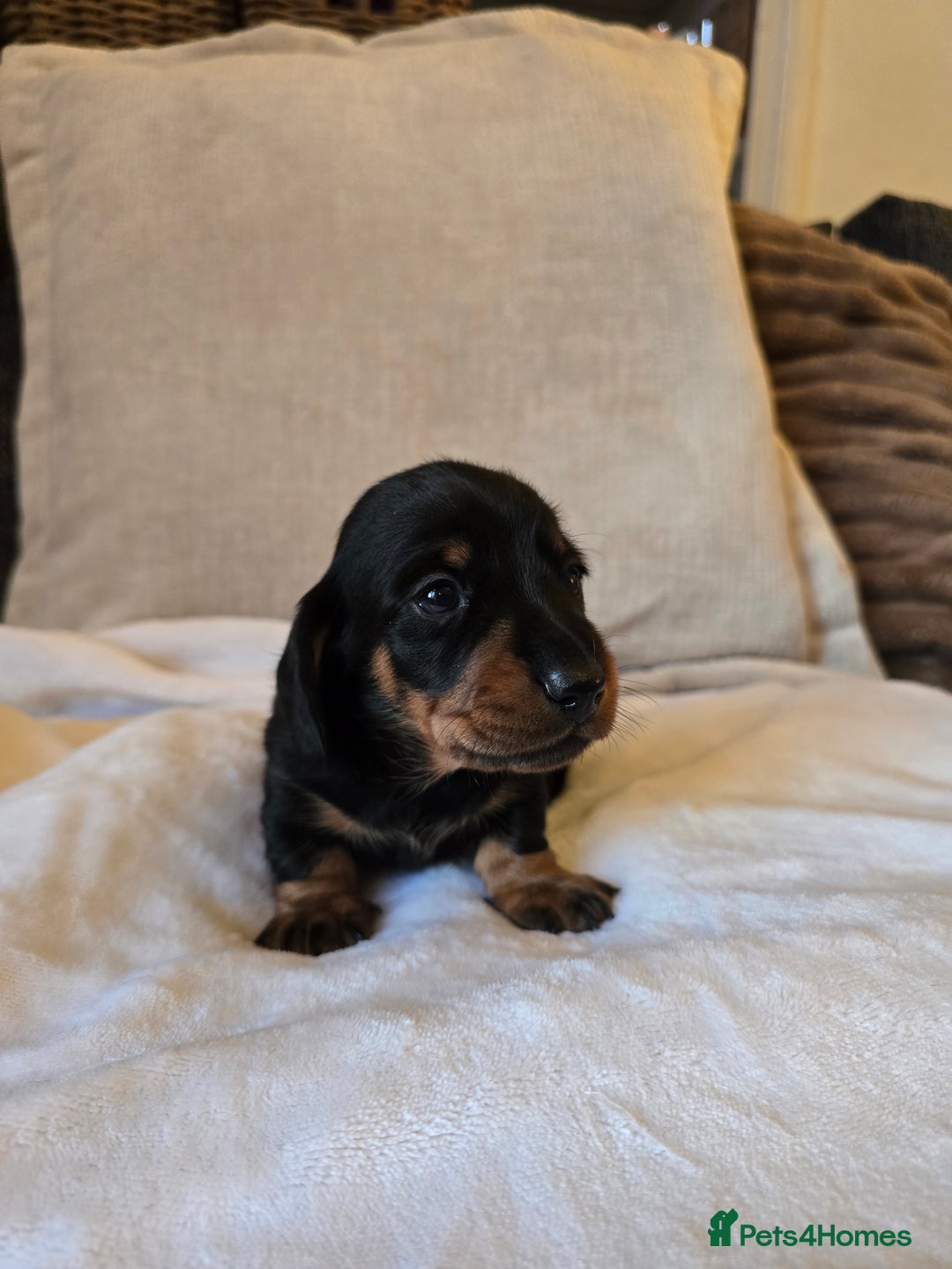 Miniature Dachshund dogs for sale: 💙Beautiful Miniature Dachund Puppies💙 - Advert 9