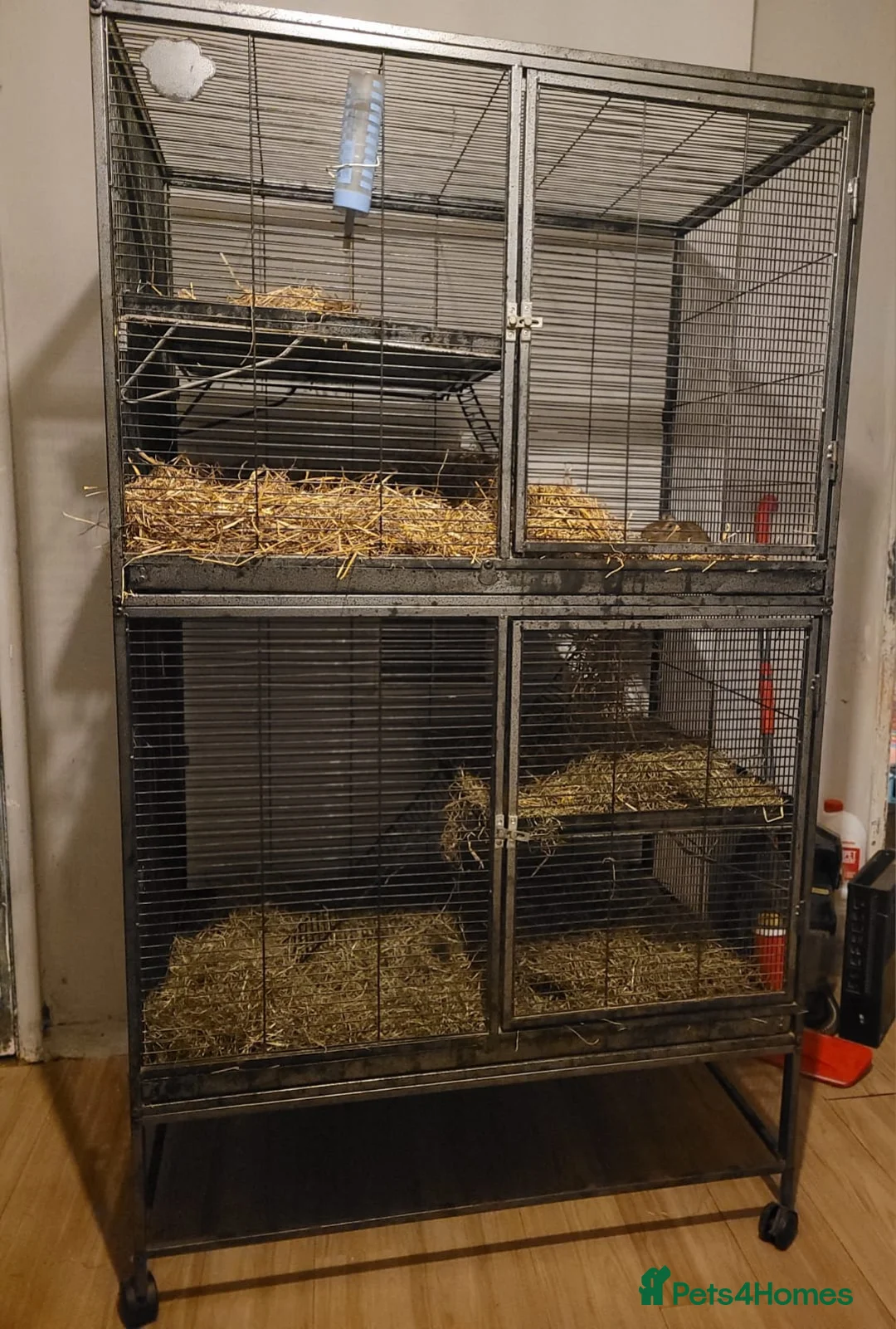 Degus rodents for sale: One male degu  - Advert 4