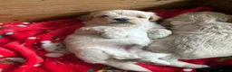 Shihpoo dogs for sale: 🐾 Gorgeous Shihpoo puppies for sale 🐾 - Advert 3