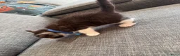 Maine Coon cats for sale: mainecoon kittens  - Advert 6