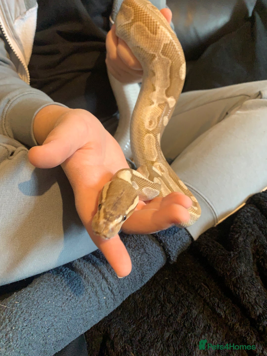 Python Snake reptiles for sale: Ball pythons for sale - Advert 10