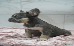 French Bulldog dogs for sale: Exceptional KC Fluffy French Bulldog Puppies - Image 2