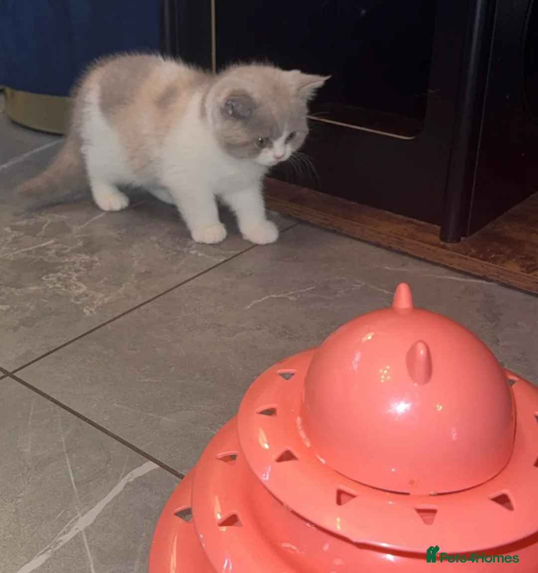 British Shorthair cats for sale: Stunning GCCF registered Lilac Tortie  - Advert 2