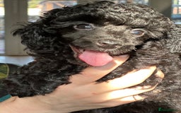 Toy Poodle dogs for sale: Adorable little toy poodle girls  - Image 13