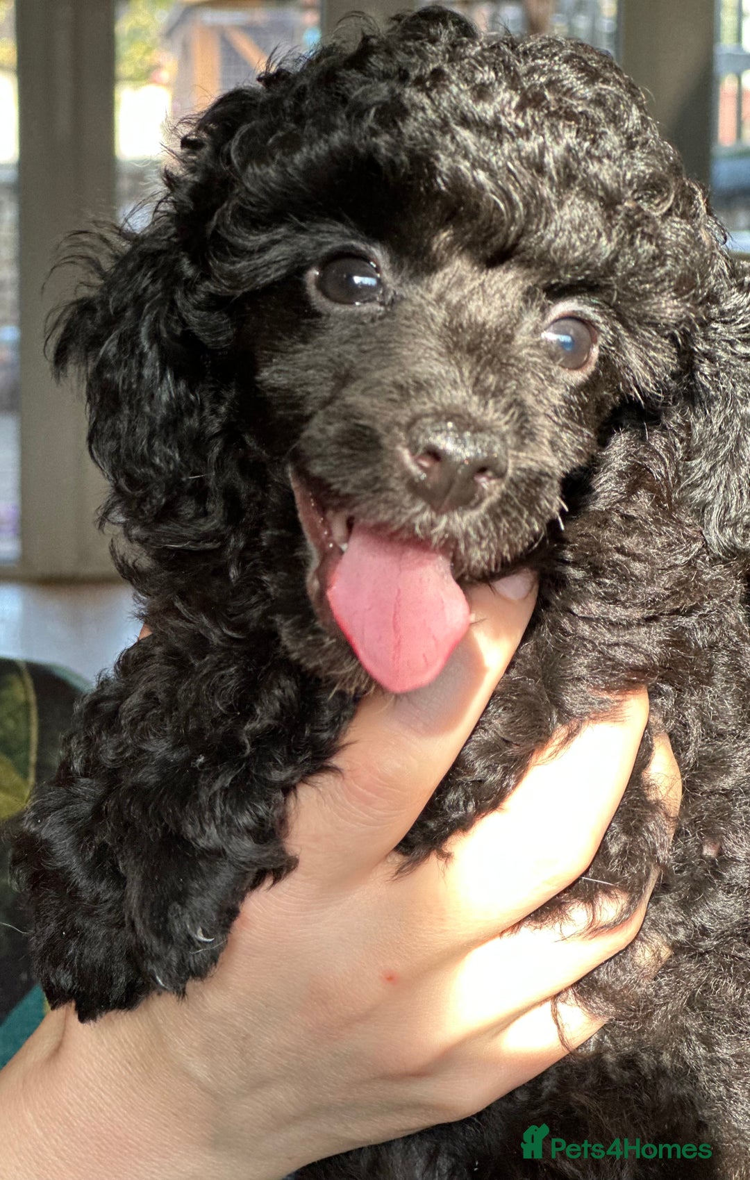 Toy Poodle dogs for sale: Adorable little toy poodle girls  - Image 13