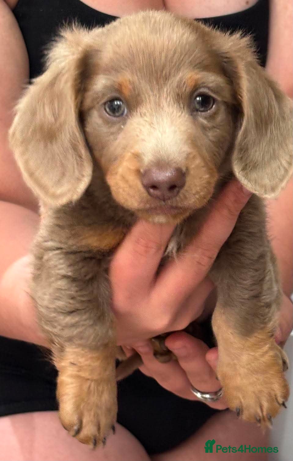 Dachshund dogs fluffy isabella and tan miniature dachshund  - Advert 3