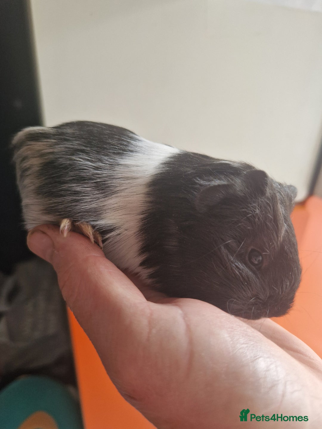 Guinea Pig rodents for sale: Baby Guinea Pigs  - Image 6