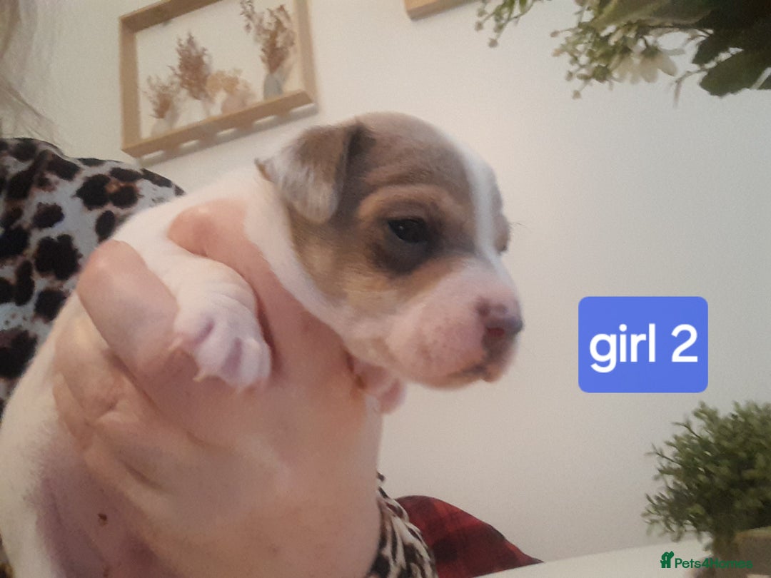 Jack Russell dogs for sale: Jack Russell  - Advert 8