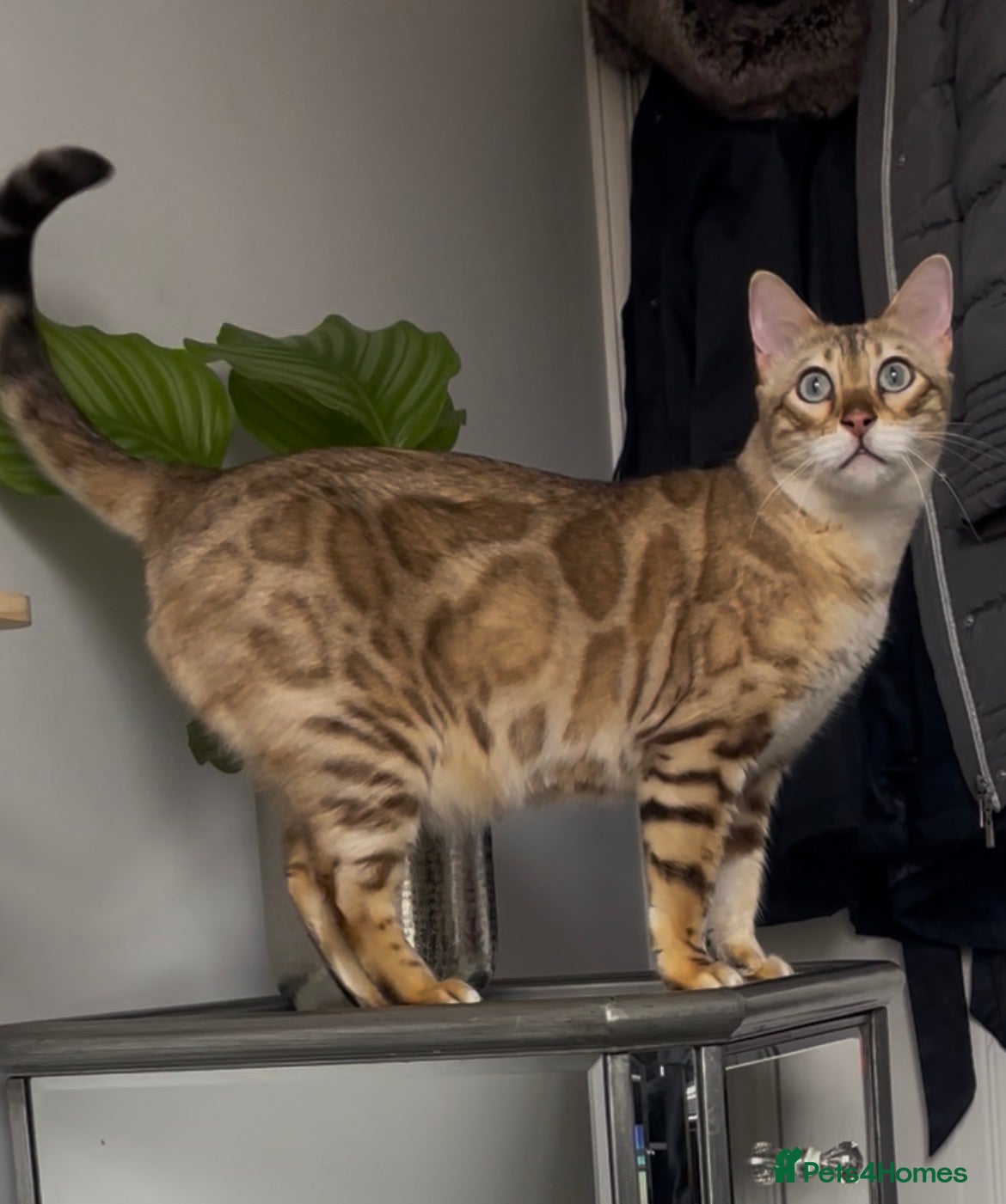 Bengal cats for sale: Pedigree Snow Bengal Female  - Advert 1