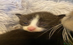Bengal cats for sale: 4 Beautifully mixed Bengal and British shorthair  - Image 21