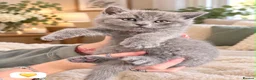 British Shorthair cats for sale: Born 20/7/26 ready to go first week October  - Advert 1