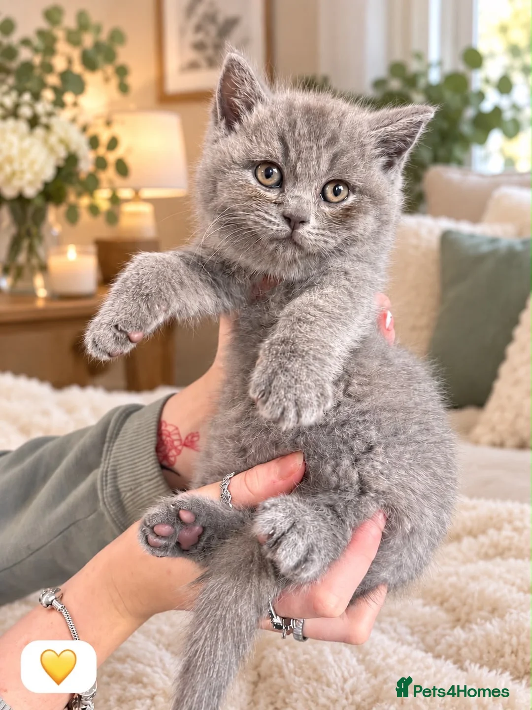 British Shorthair cats for sale: Born 20/7/26 ready to go first week October  - Advert 1