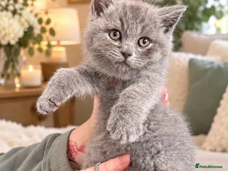 British Shorthair cats Born 20/7/26 ready to go first week October - Advert 2