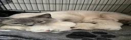 British Shorthair cats for sale: BSH Blue Colourpoint Kittens GCCF Registered - Advert 9