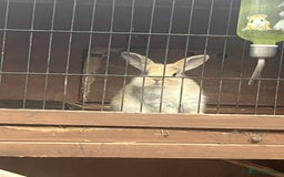 Mixed Breed rabbits for sale: Baby bunnies  - Image 2