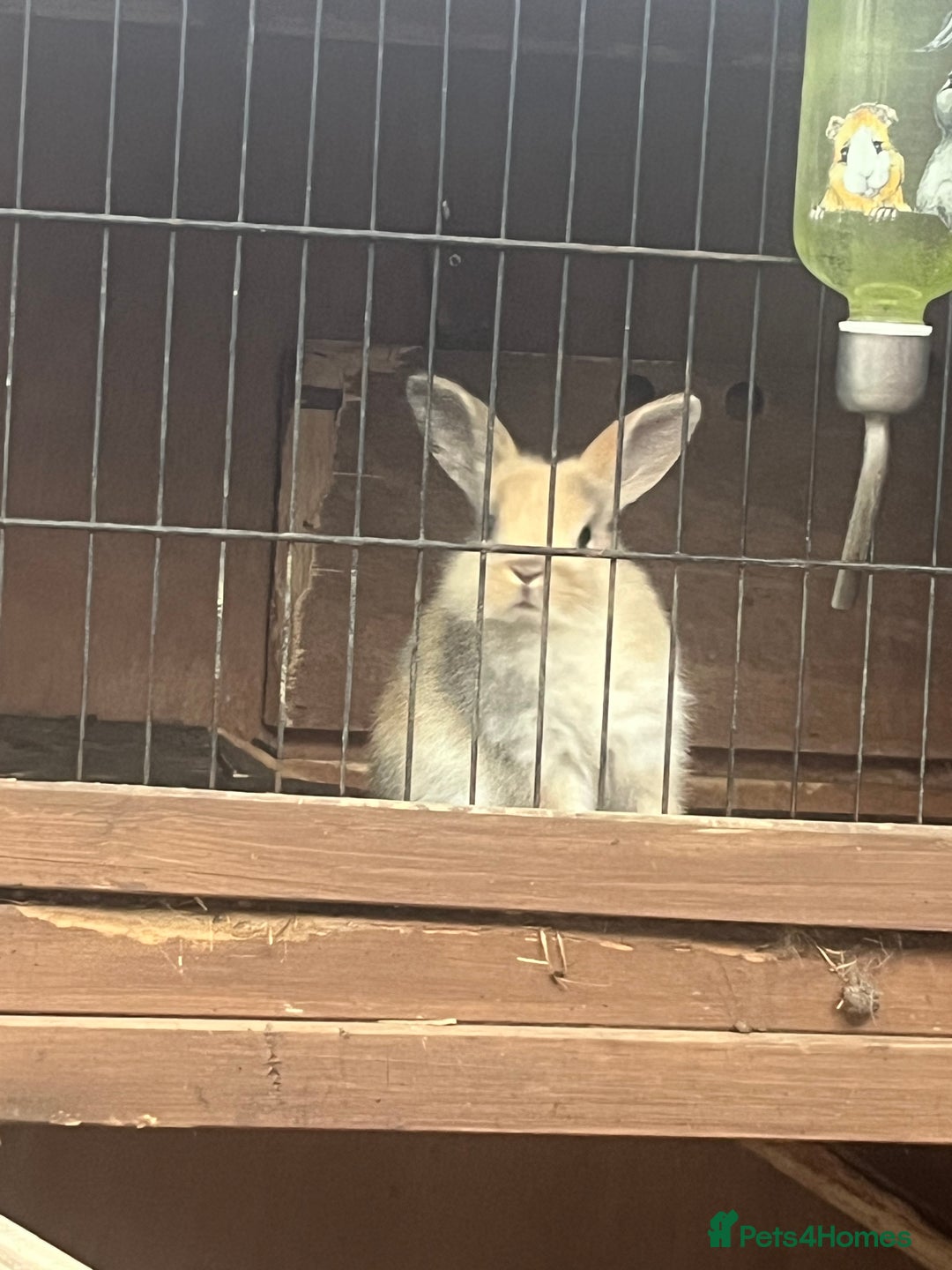 Mixed Breed rabbits for sale: Baby bunnies  - Image 2