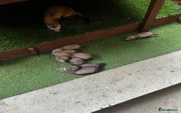 Ferret rodents for sale: Baby Ferrets - Image 4