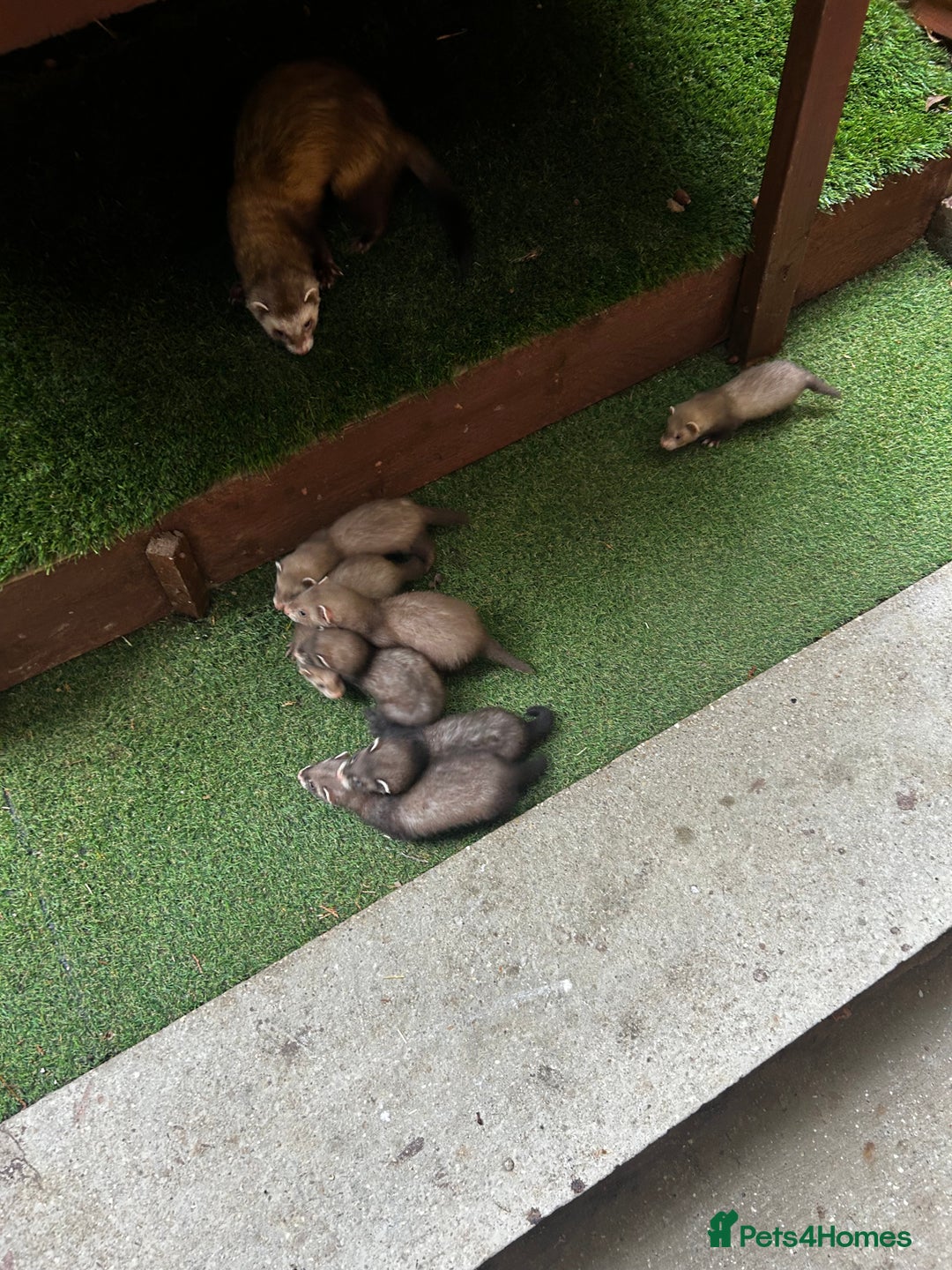 Ferret rodents for sale: Baby Ferrets - Image 4