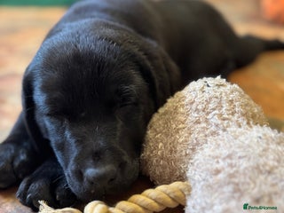 Labrador Retriever dogs Health Tested KC Labrador Pups for Sale - Advert 4
