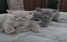 British Shorthair cats for sale: Beautiful British Shorthair Kitten. - Image 7