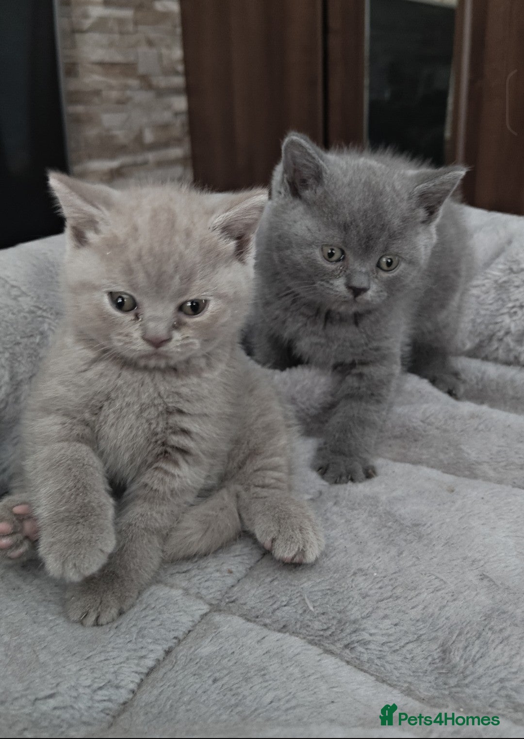 British Shorthair cats for sale: Beautiful British Shorthair Kitten. - Image 7