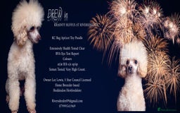 Poodle dogs for stud: KC REG EXTENSIVELY HEALTH TESTED POODLE STUD in Hoddesdon - Image 1