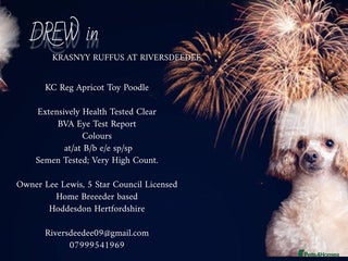 Poodle dogs in Hoddesdon - Advert 2