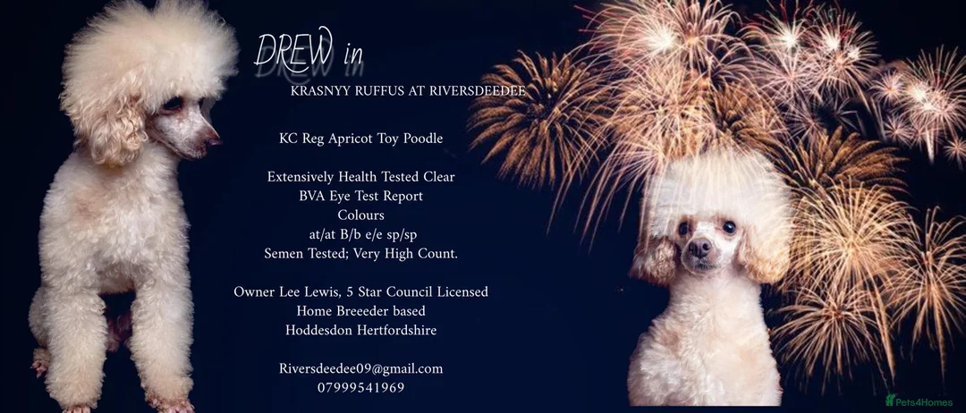 Poodle dogs for stud: KC REG EXTENSIVELY HEALTH TESTED POODLE STUD in Hoddesdon - Advert 1