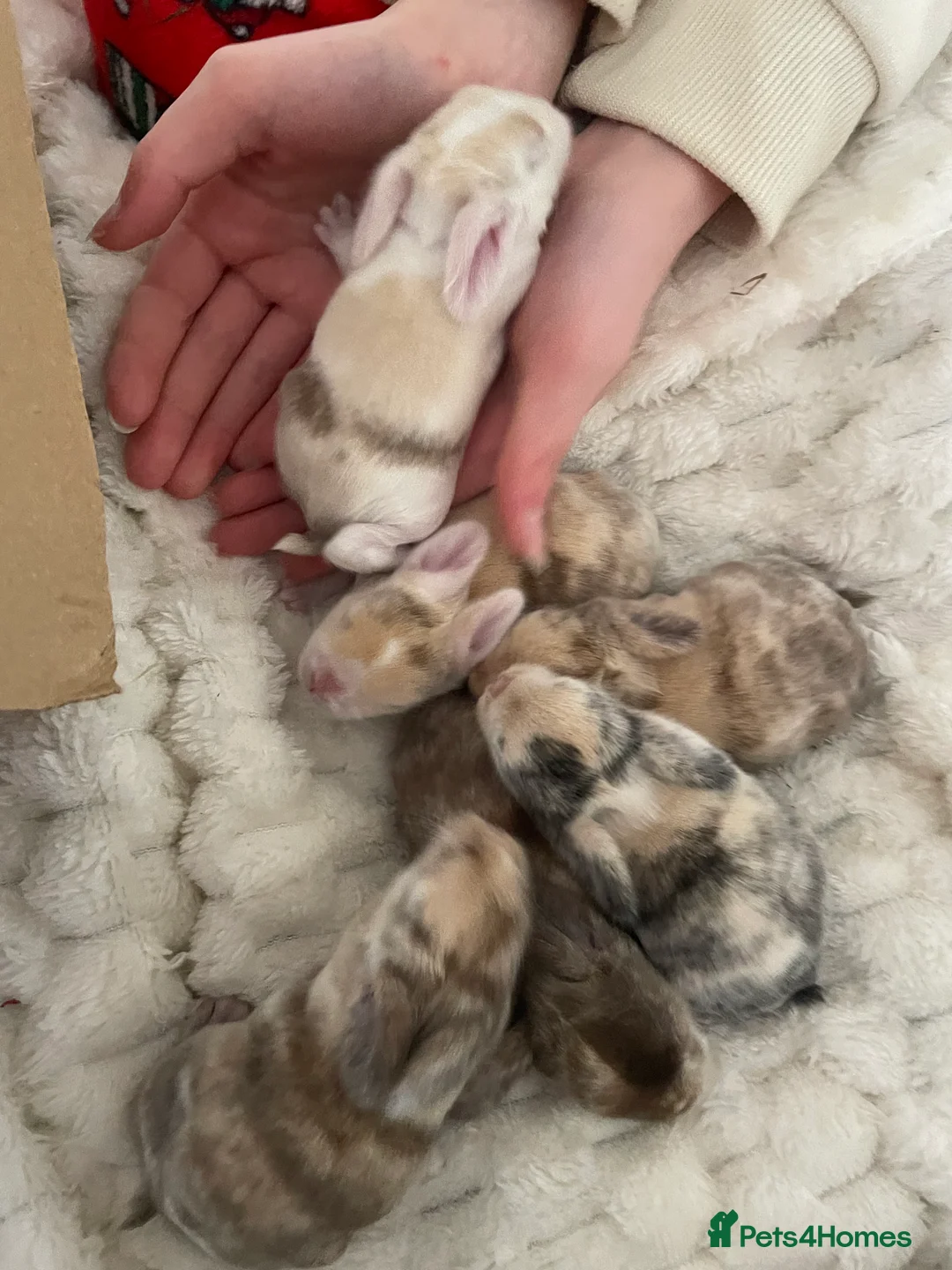 Mini Lop rabbits for sale: Mini Lop kits - Advert 2