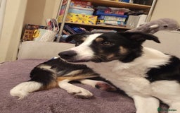 Border Collie dogs for sale: Beautiful female border collie  - Image 1