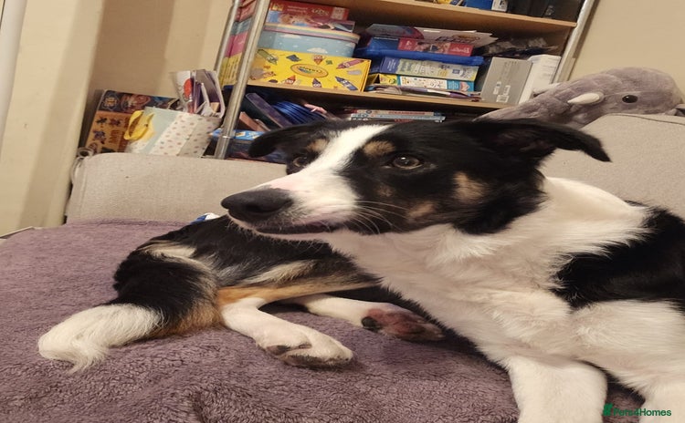 Border Collie dogs - Advert 6