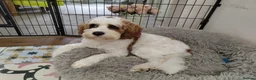 Cavapoo dogs for stud: Gorgeous rare white F1 Cavapoo - Advert 3