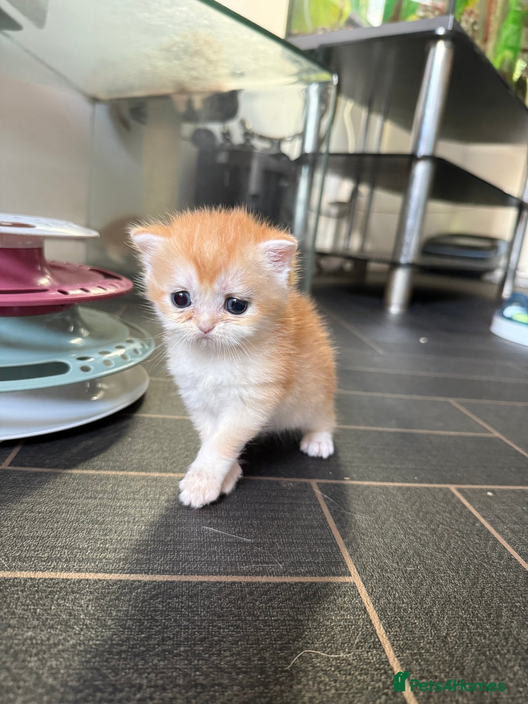 British Shorthair cats for sale: GCCF reg BSH Chocolate and Black Golden Kittens - Advert 29