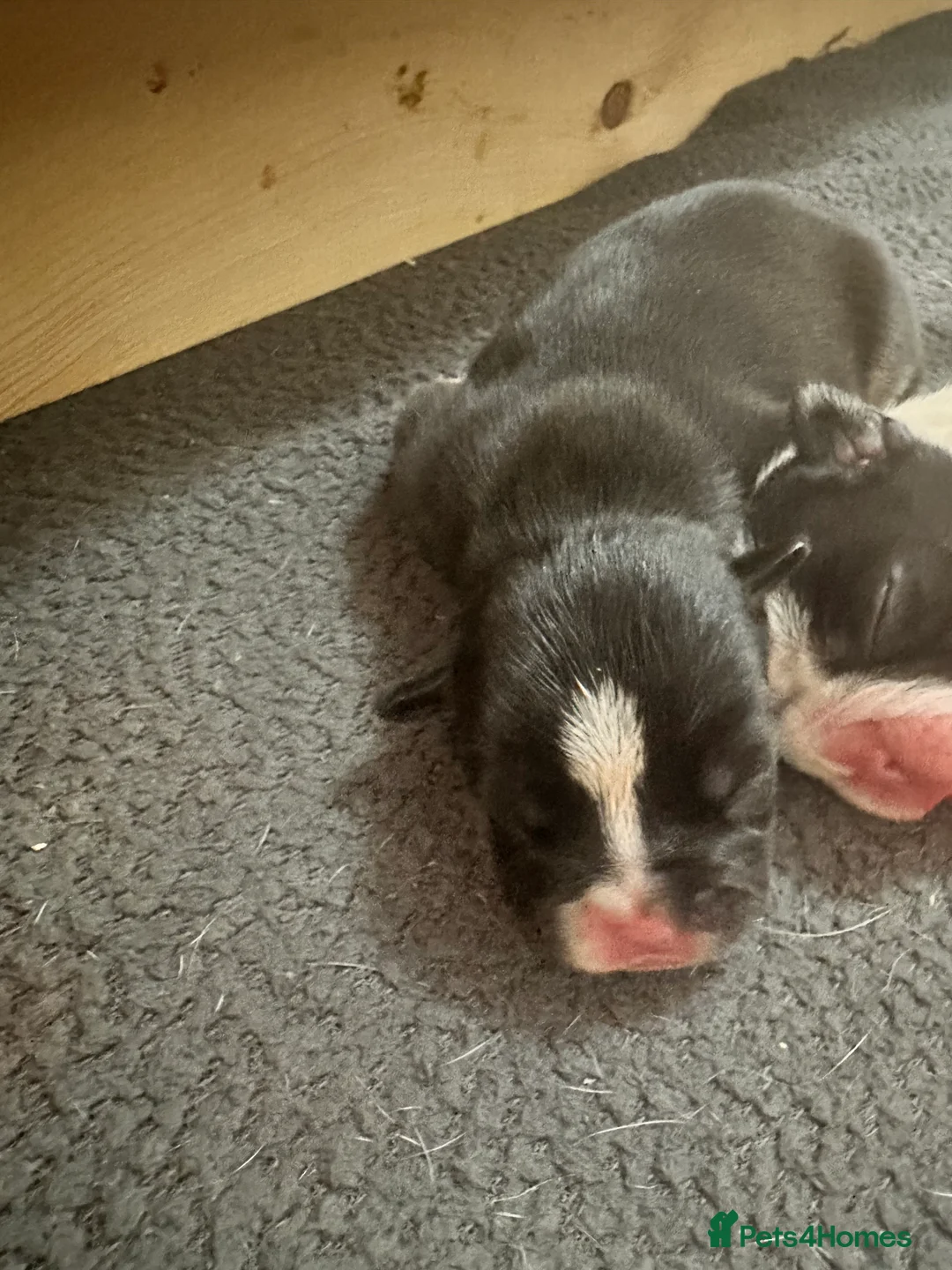 Mixed Breed dogs for sale: 7 American bulldog x French bulldog puppies  - Advert 11