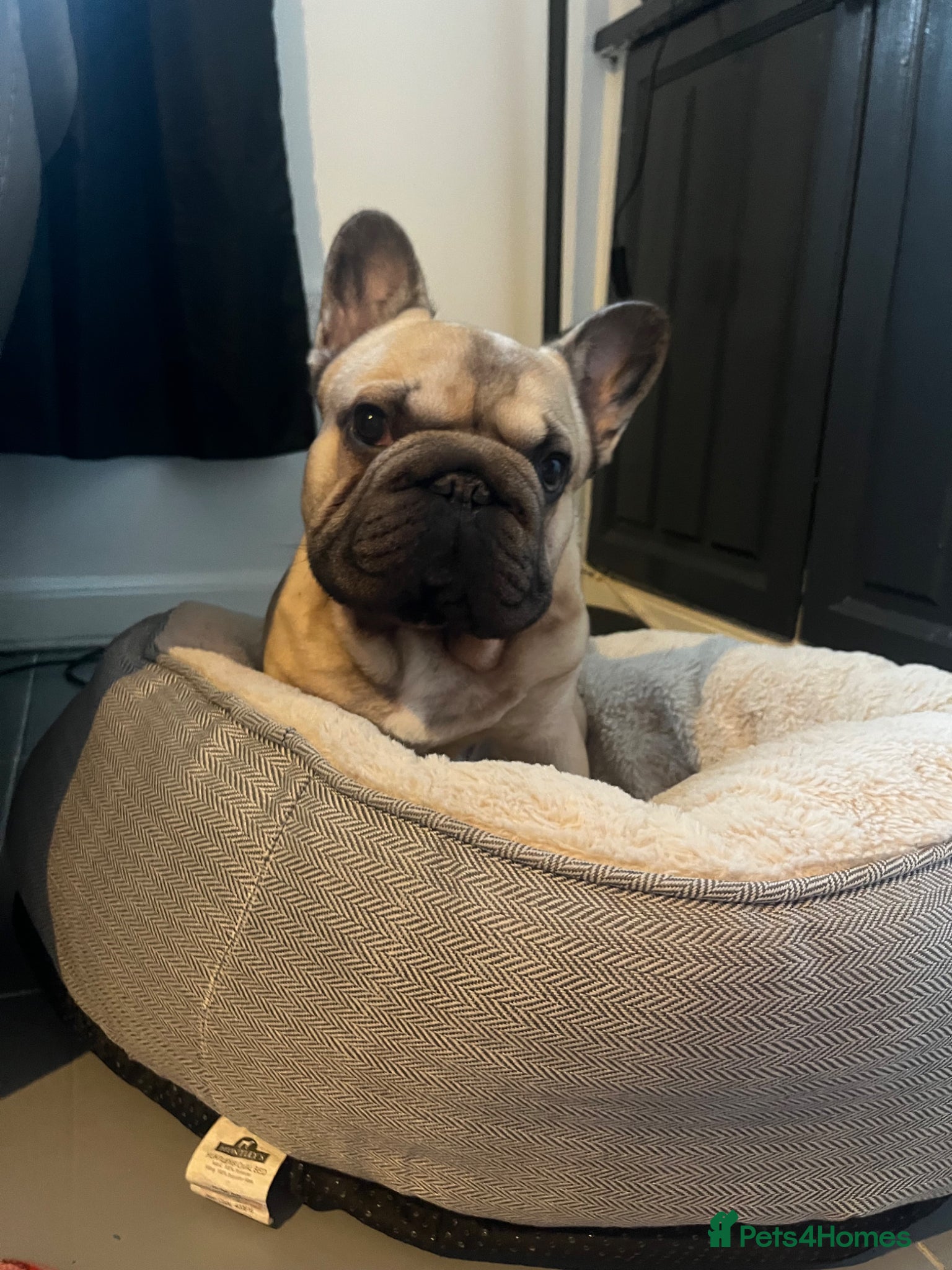 French Bulldog dogs for stud:  **  FLUFFY CARRIER FOR STUD - Advert 3