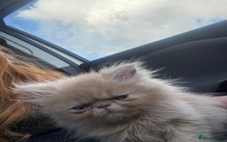 Persian cats for sale: persian kitten - Image 3