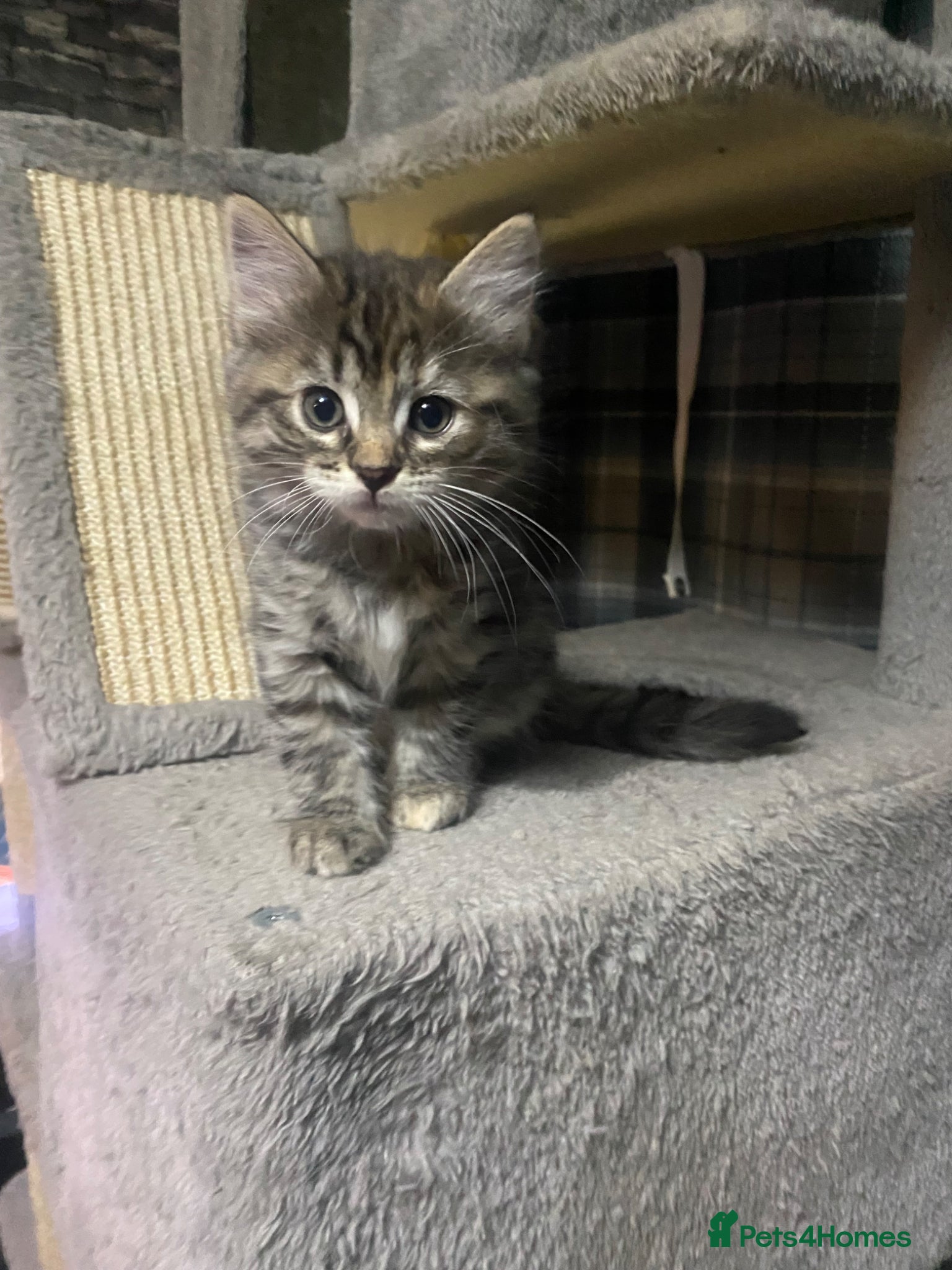 Mixed Breed cats for sale: Half Ragdoll kittens for Sale - Advert 1