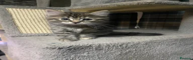 Mixed Breed Kitten 2